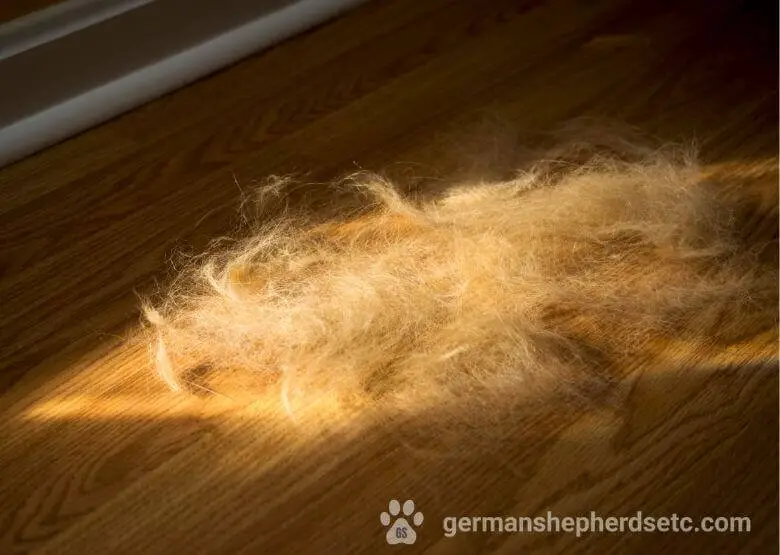 German Shepherd hair on the floor