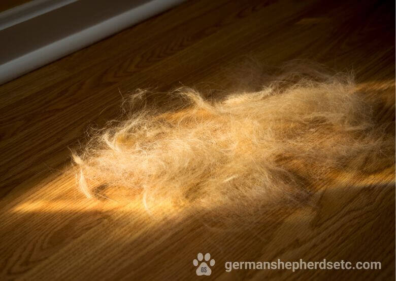 German Shepherd hair on the floor