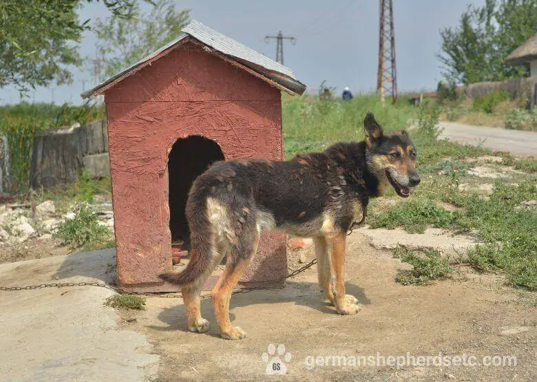 GSD with shedding disorders