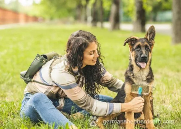 German Shepherd Shedding and a woman brush it