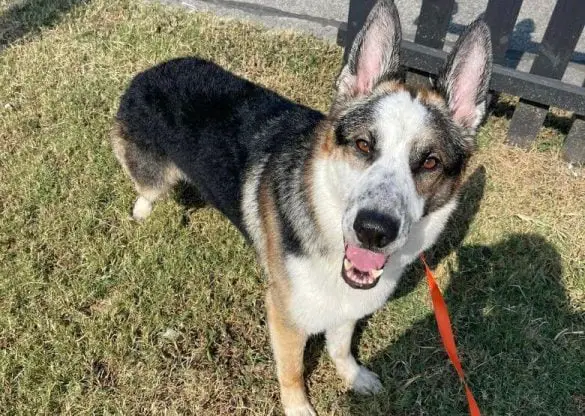 A Panda German Shepherd: A Separate Breed or Amazing GSD Variety?