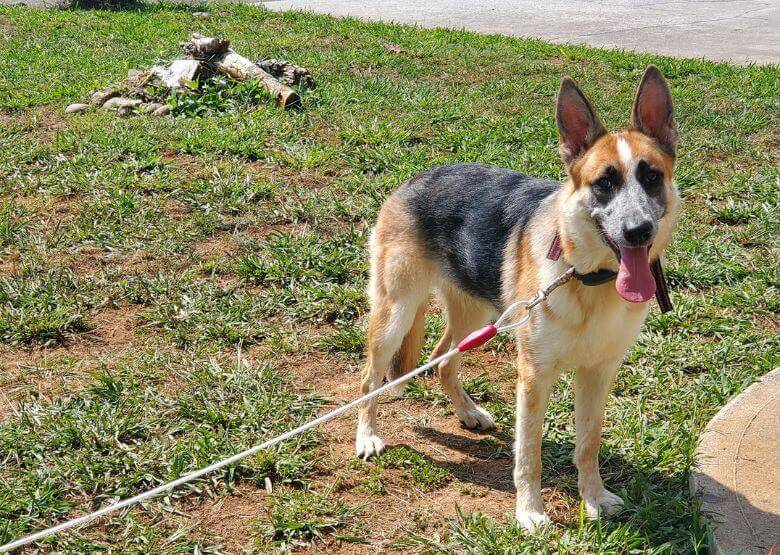 Panda German Shepherd on a leash