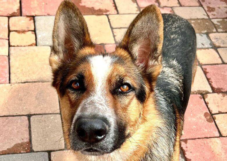 Panda GSD close up