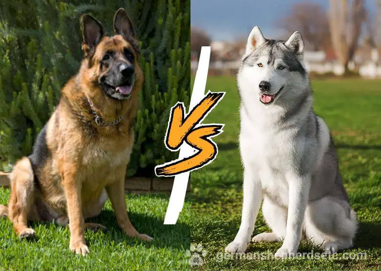 German Shepherd vs Husky