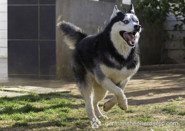 Husky running