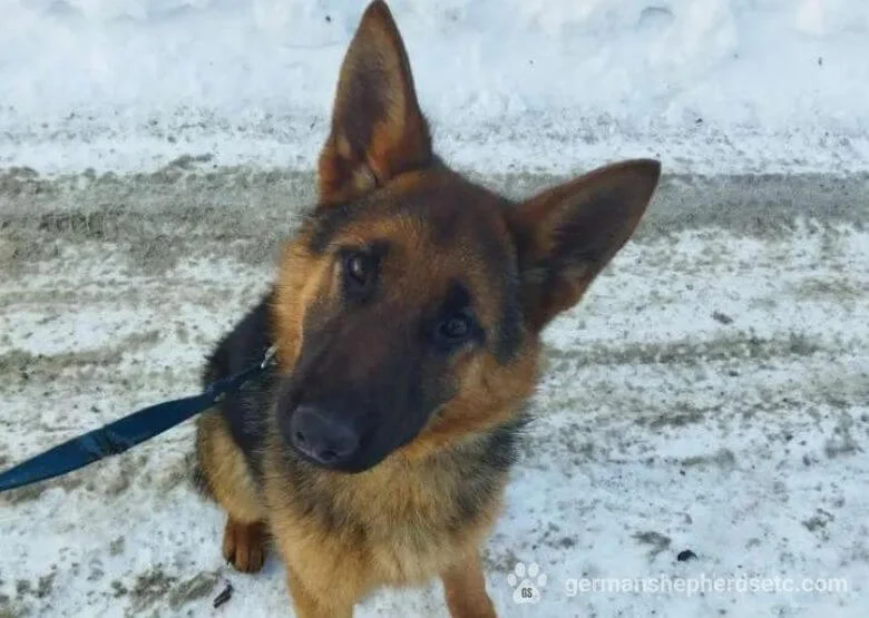 7 month old German Shepherd
