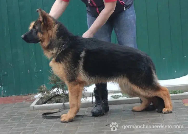 7 month old GSD training