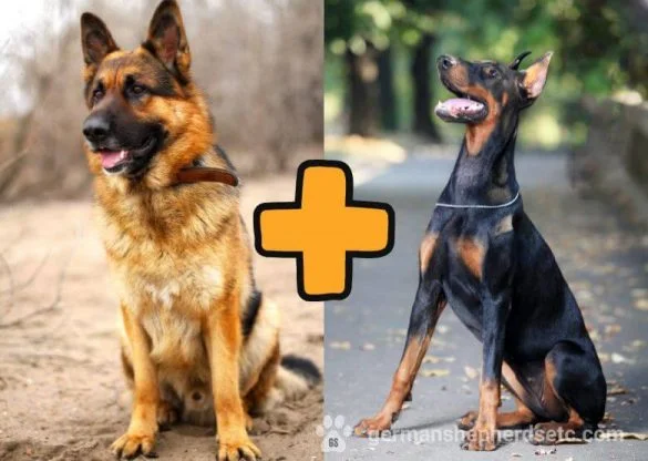 German Shepherd Doberman Mix