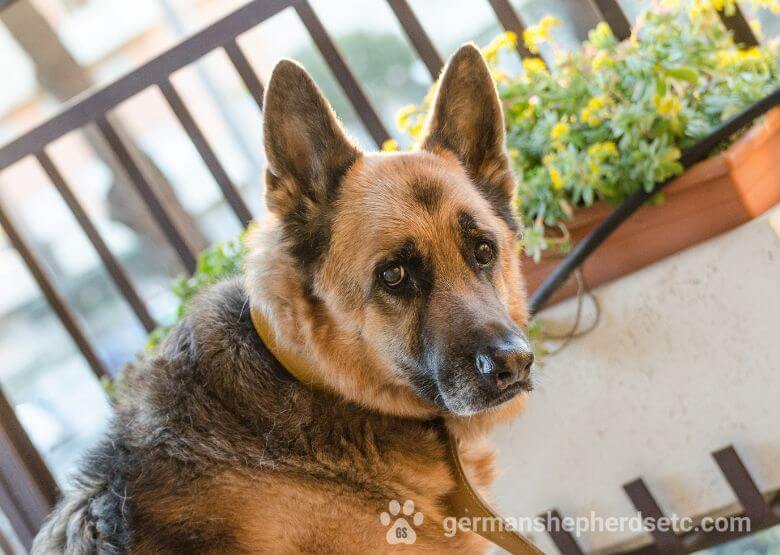 German Shepherd life expectancy