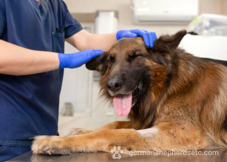 Alsatian Wolf Dog at the vet