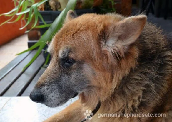 German Shepherd Lifespan