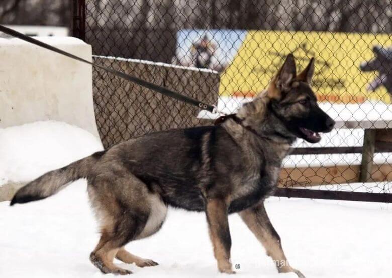 1 year old German Shepherd training