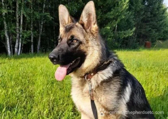 1 year old German Shepherd
