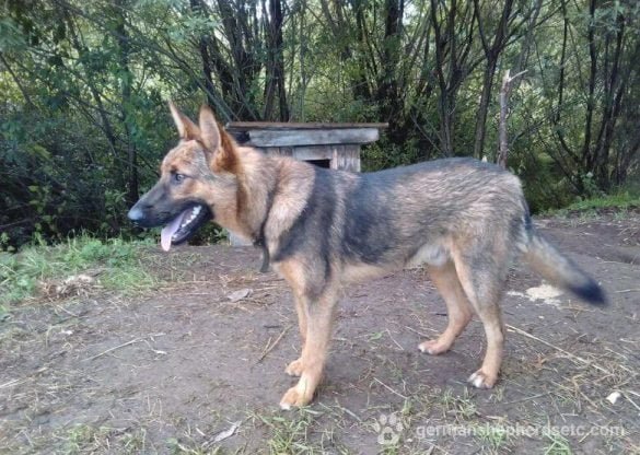 10 month old German Shepherd