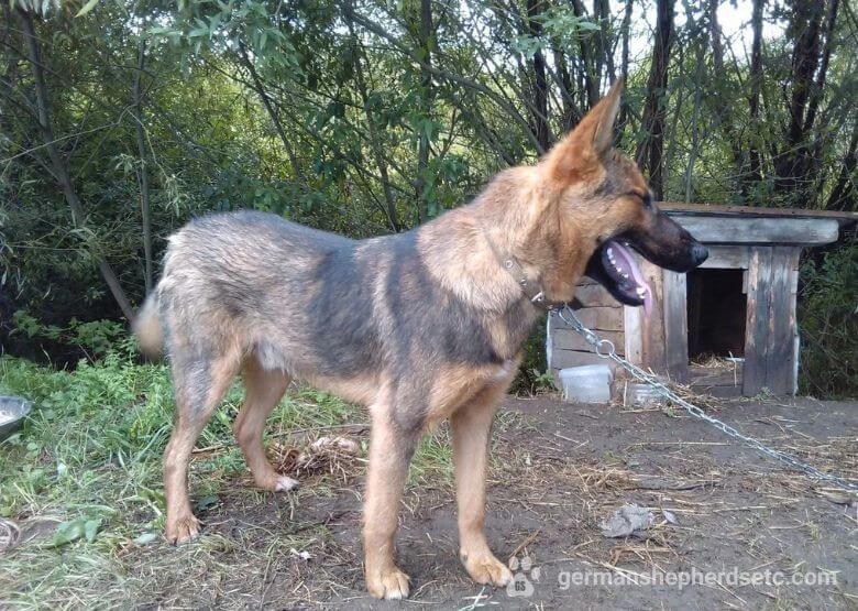 10 month old German Shepherd