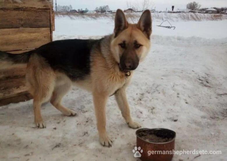 10 month old German Shepherd