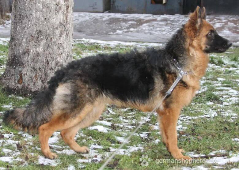 German shepherd best sale 8 months