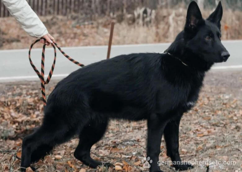 black 9 month old GSD