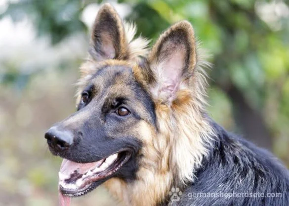 9 month old German Shepherd