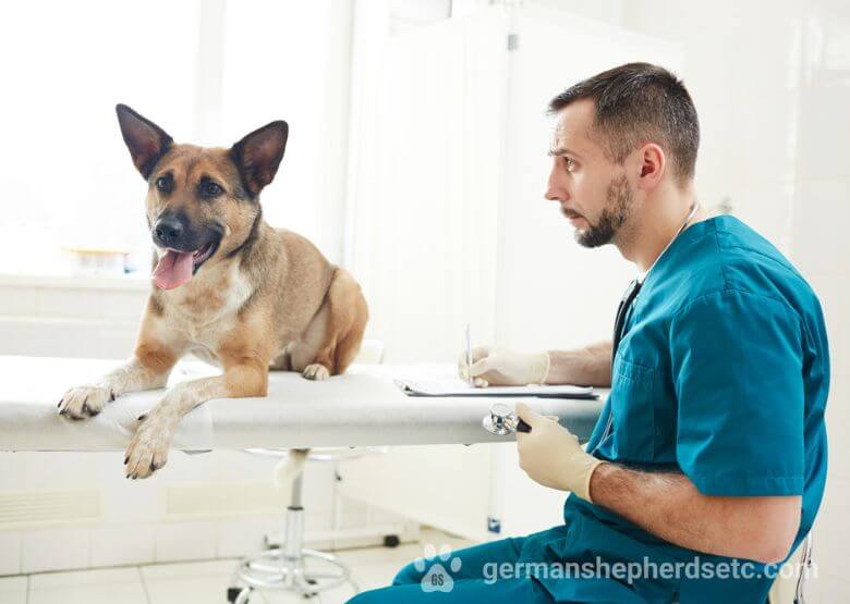 German Shepherd neutering