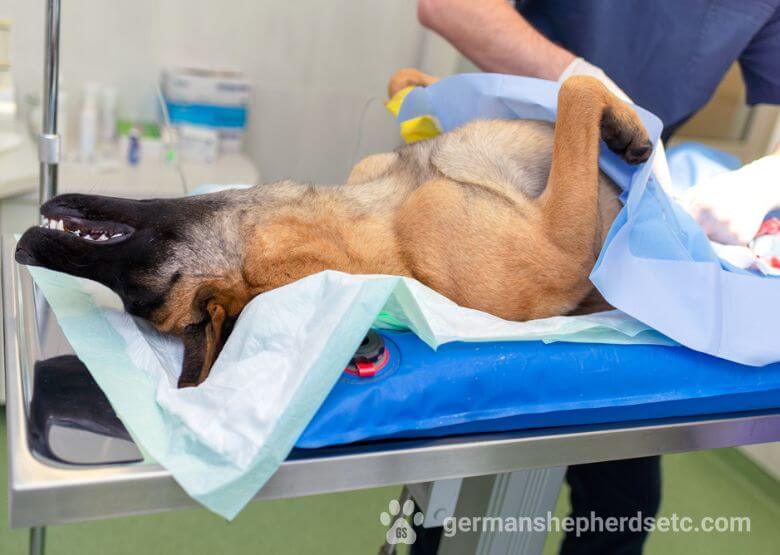 Spaying a German Shepherd