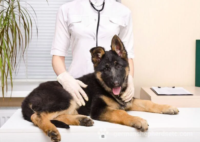 Neutering a German Shepherd