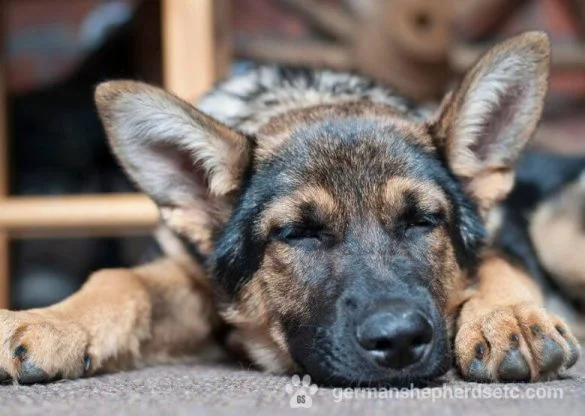 German Shepherd puppy sleeping