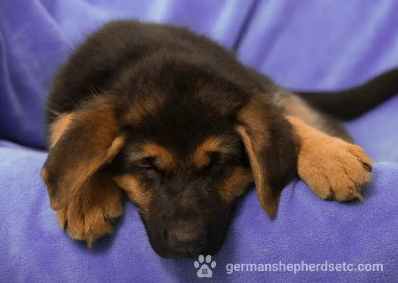 German Shepherd Puppy Sleeping