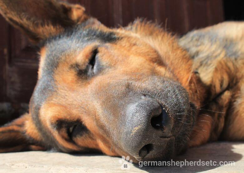 GSD sleep