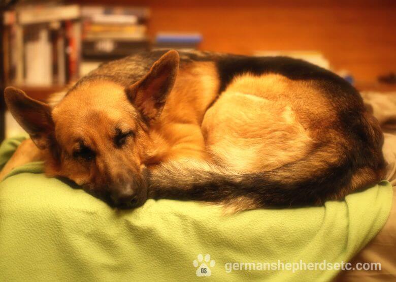 German Shepherd sleep