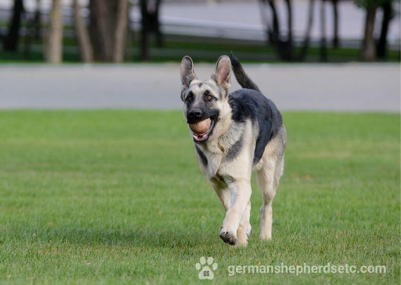 Silver GSD