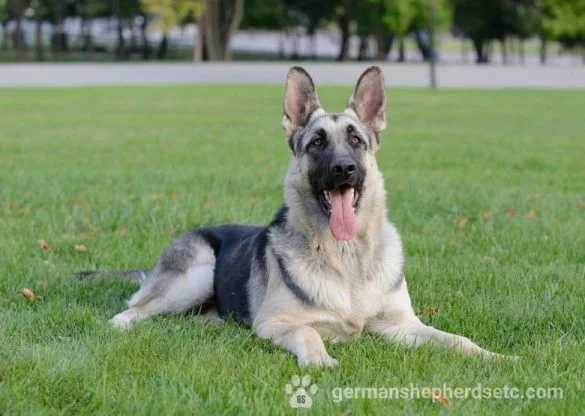 Silver German Shepherd