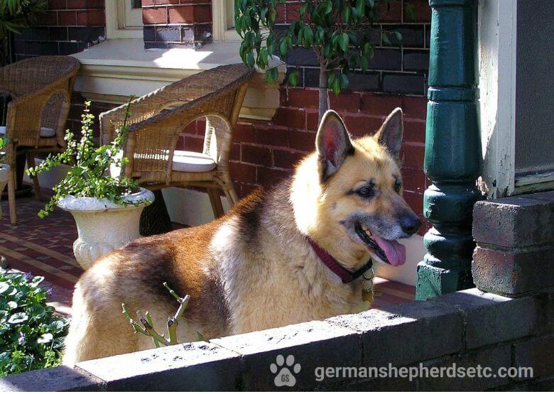 American showline GSD