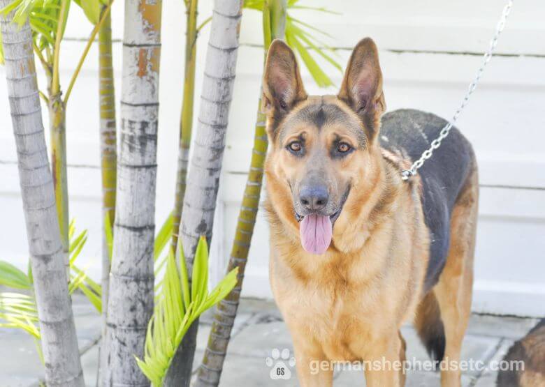 American GSD