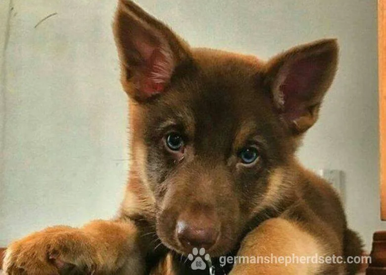 Liver German Shepherd