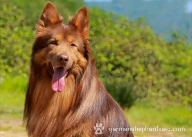 Long haired liver German Shepherd Dog