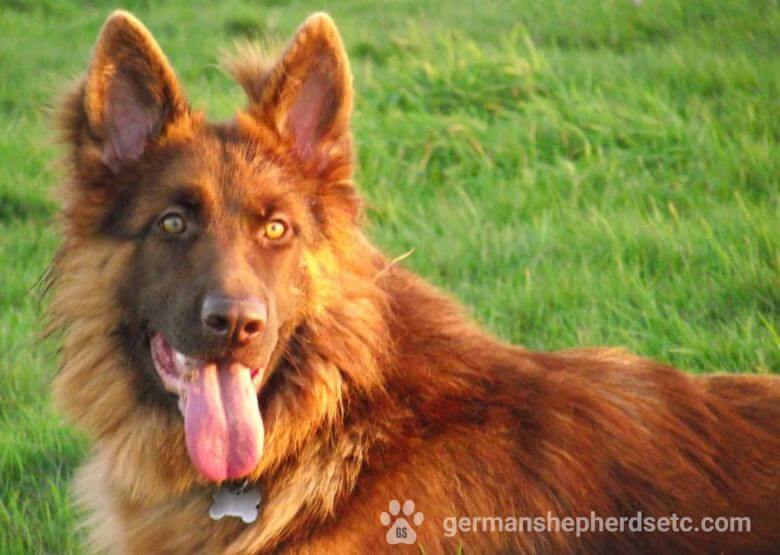 Liver GSD