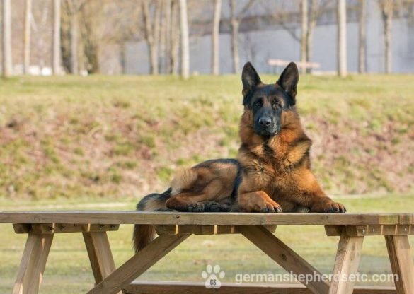 West German Shepherd