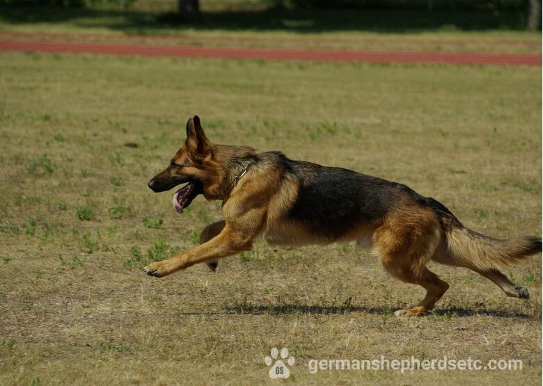 Alsatian Dog running