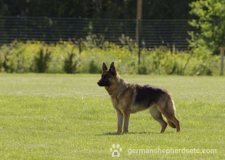 West show line GSD