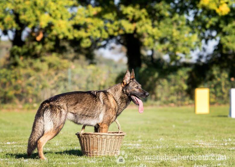 West working line German Shepherd