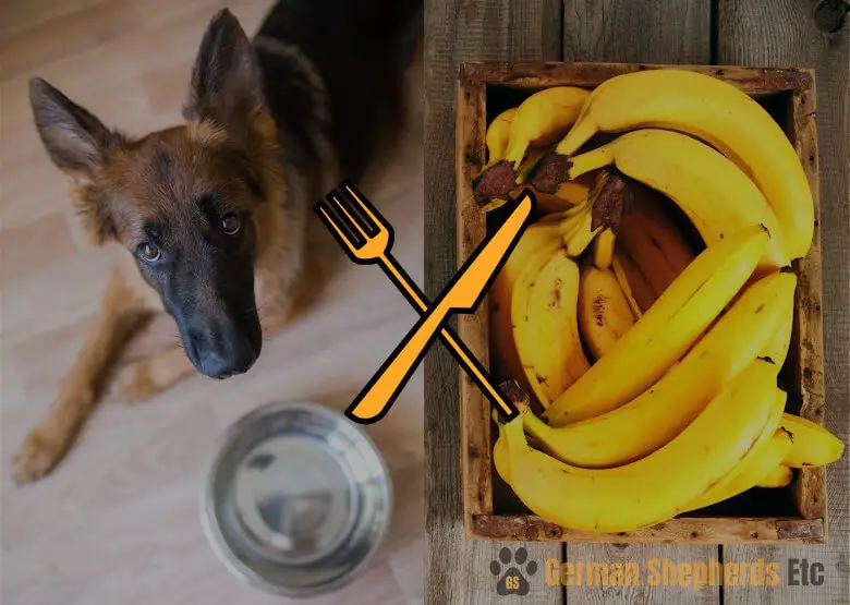 Can German Shepherds Eat Bananas