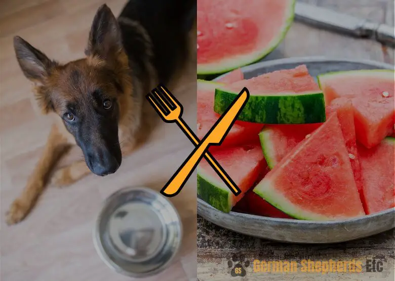 Can German Shepherd Eat Watermelon