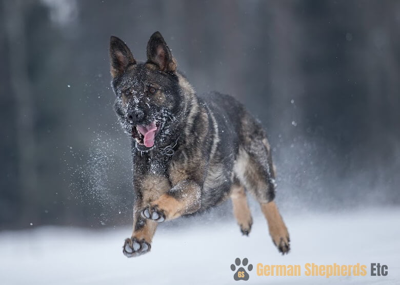 How Cold Can German Shepherds Tolerate