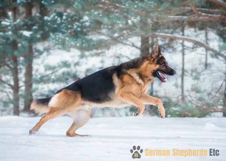 GSD running in the snow
