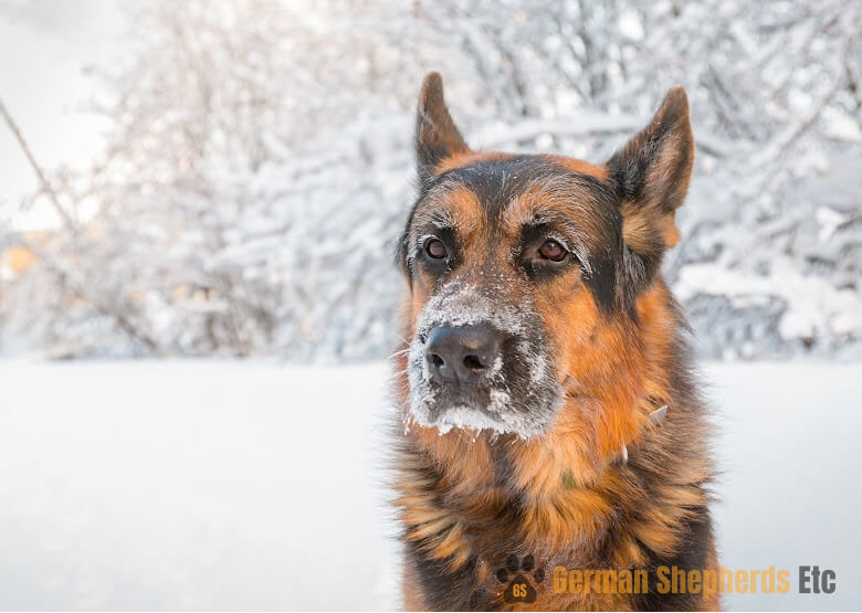 German Shepherd in the snow