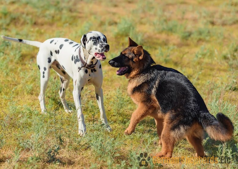 German Shepherd and Dalmatian