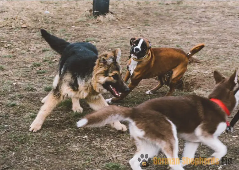 German Shepherds with Other Dogs