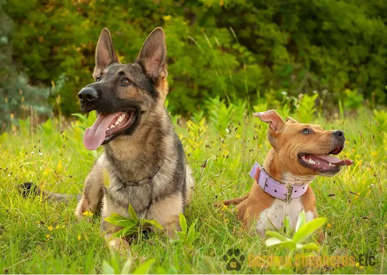 GSD with other dog