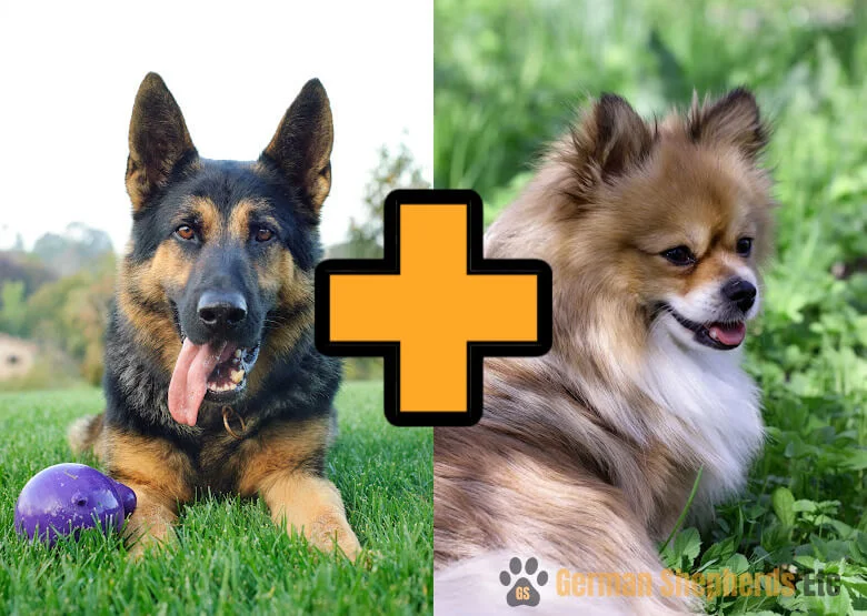 German Shepherd Pomeranian Mix